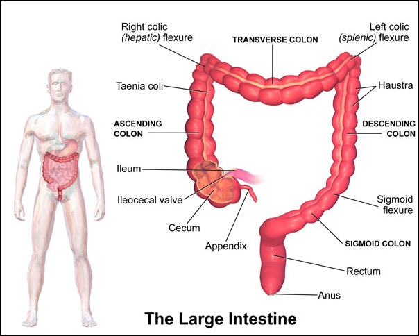 intestine